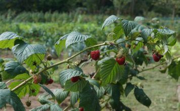 Nuevas normas UNE para el mercado ecológico