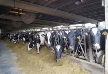 El Gobierno reduce el IRPF a los productores de bovino de leche y ganadería extensiva