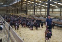 “La producción de leche de cabra a nivel europeo es deficitaria”