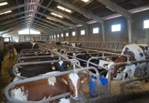 Aprobada la normativa sobre transmisión electrónica de prescripciones de antibióticos en ganadería