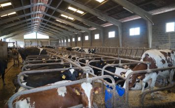 Aprobada la normativa sobre transmisión electrónica de prescripciones de antibióticos en ganadería