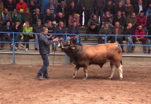 Subasta de Fundador, semental adjudicado en 4.500 euros