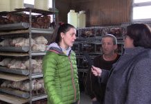 “Los clientes prefieren comprar gallinas poniendo o próximas a la puesta”