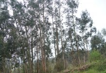 La propagación vegetativa y la mejora de las plantas de eucalipto