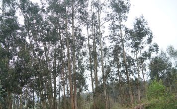 La propagación vegetativa y la mejora de las plantas de eucalipto