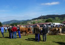 Todo preparado para la Feria de San Isidro de Llanera