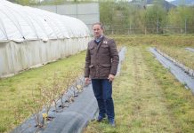 “El arándano se puede convertir en uno de los motores económicos del campo en la región”