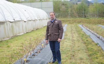 “El arándano se puede convertir en uno de los motores económicos del campo en la región”