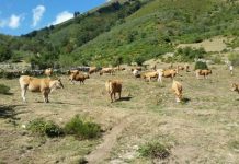 Se abre el plazo para solicitar las ayudas por tuberculosis bovina