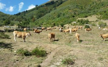 El Gobierno de Asturias destina 1,2 millones para la conservación de razas de ganado autóctonas