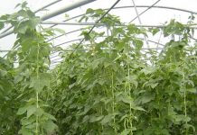 Desarrollo Rural participa en una investigación internacional para mejorar la competitividad del cultivo ecológico