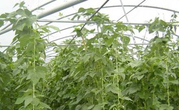 Desarrollo Rural participa en una investigación internacional para mejorar la competitividad del cultivo ecológico