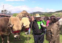 Entrevista a Gil González, propietario de bueyes