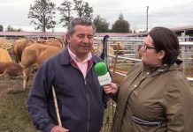 Entrevista a Primitivo García, operador y ganadero (Ganados Tino)