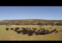 El Campo de Asturias visita la ganadería del Grupo Miguel Vergara