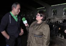 Ganadería Adolfo de La Millariega (Tineo)