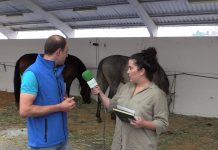 Entrevista a Víctor Menéndez, participante en el Concurso de Caballos Cruzados de Tineo