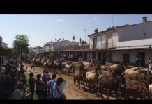 El Campo de Asturias en la ancestral tradición de la Saca de las Yeguas de Almonte