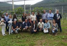 Los valles del Nalón y Narcea, óptimos para el cultivo del kiwi