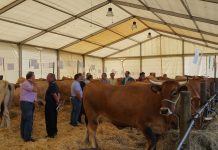 El Certamen Ganadero de Gozón abre el mes de agosto