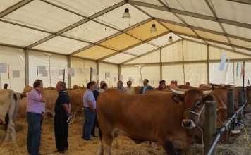 El Certamen Ganadero de Gozón abre el mes de agosto