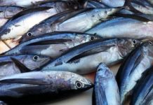 Buenas perspectivas para la campaña del bonito