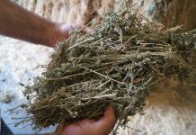 Suroccidente Agrícola, en plena campaña de forraje