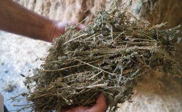 Suroccidente Agrícola, en plena campaña de forraje