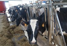 Desarrollo Rural destina 350.000 euros a asesorar a 3.300 explotaciones agrarias