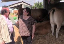 Muralla, campeona de terneras y novillas Asturiana de los Valles tipo normal