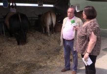 Triunfador, macho gran campeón de Asturiana de los Valles doble grupa de Llanera