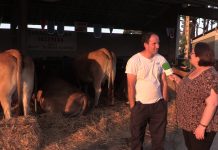 Entrevista a Adrián Iglesias, propietario del lote de establo de Asturiana de los Valles tipo normal