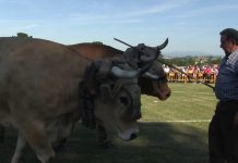 El arrastre de bueyes, todo un espectáculo en Llanera