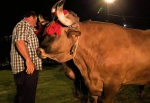 Una pareja de bueyes cántabra se impuso a la de Luisito de Pillarno en Llanera