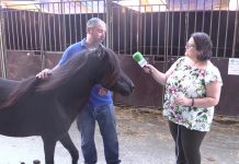 Entrevista a Germán Concheso, Pte. de la Asociación de Criadores de Ponis de Raza Asturcón