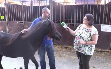 Entrevista a Germán Concheso, Pte. de la Asociación de Criadores de Ponis de Raza Asturcón