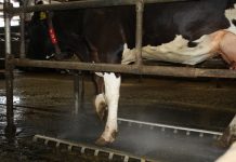 Podomatic, el sistema de desinfección de pezuñas de vacuno automatizado