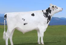 Melvin: nº 1 de España