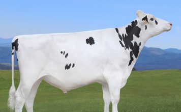 Melvin: nº 1 de España