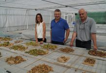 Variedades locales de fresa de Candamo y de avellano, objeto de recuperación del SERIDA