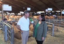 Entrevista a José Luis Díaz, director del Mercado Nacional de Ganados de Pola de Siero