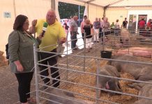 Entrevista a José Manuel Gayo, secretario de la Asociación de Criadores de Gochu Asturcelta