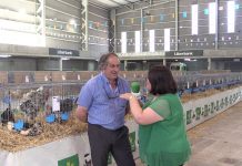 Entrevista a Emilio Martínez, presidente de la Asociación para la Recuperación de la Pita Pinta Asturiana