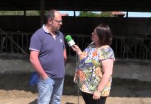 Ganadería Casa el Ferreru de Coyanca (Perlora)