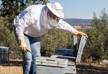 Los productores de miel dan la voz de alarma ante un panorama «desolador»
