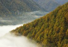 El Consejo de Ministros aprueba la composición y funcionamiento del Consejo Forestal Nacional
