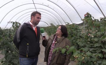 Entrevista a Marco Feito Areces, de Frambuastur (Tineo)