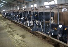 435.000 euros para la mejora genética de la cabaña ganadera de Frisona en Asturias