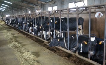 435.000 euros para la mejora genética de la cabaña ganadera de Frisona en Asturias