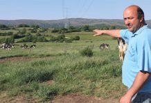 UPA pide en Bruselas la prohibición de las macrogranjas